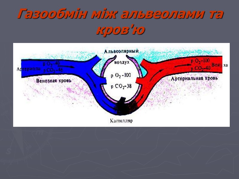 Газообмін між альвеолами та кров'ю